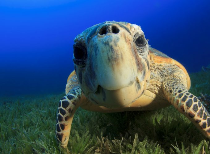 Wallpaper Hawksbill Sea Turtle, Bahamas, Atlantic, Pacific, Indian, Ocean, sealife, underwater, funny, diving, tourism, blue, World&1834615164